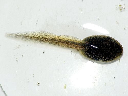 Kikkervisjes gezocht, Dieren en Toebehoren, Amfibie, 0 tot 2 jaar