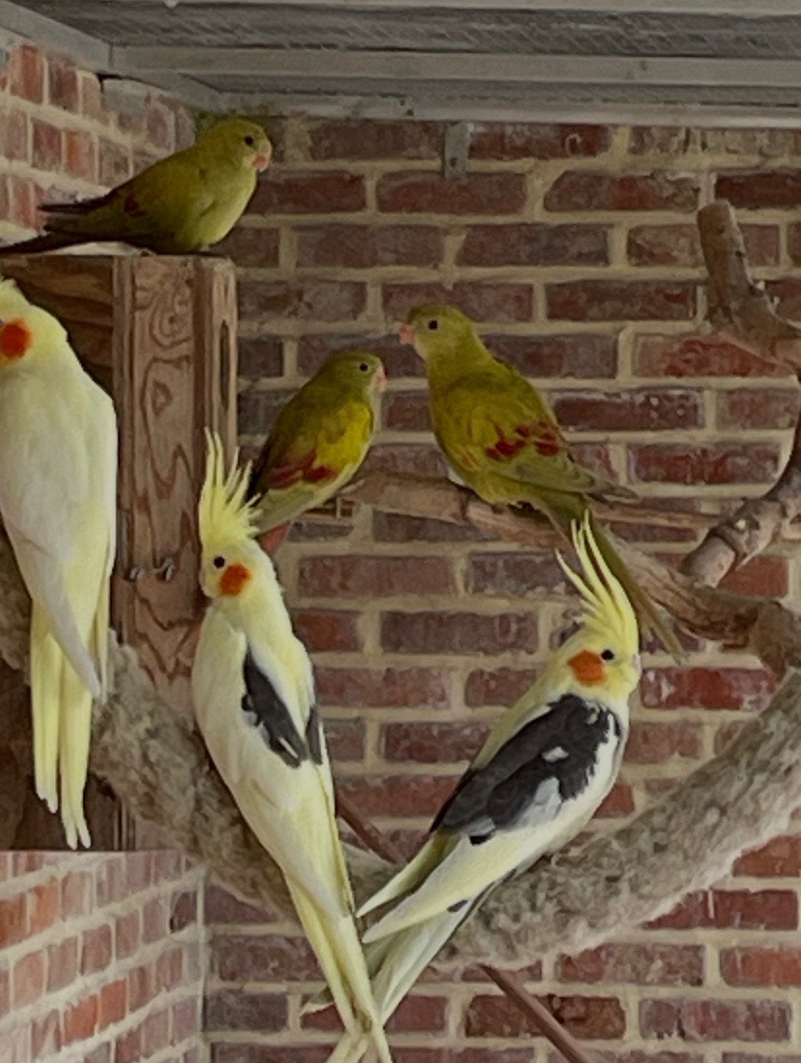 jonge pastel bergparkieten, Animaux & Accessoires, Oiseaux | Perruches & Perroquets, Sexe inconnu, Perruche, Bagué