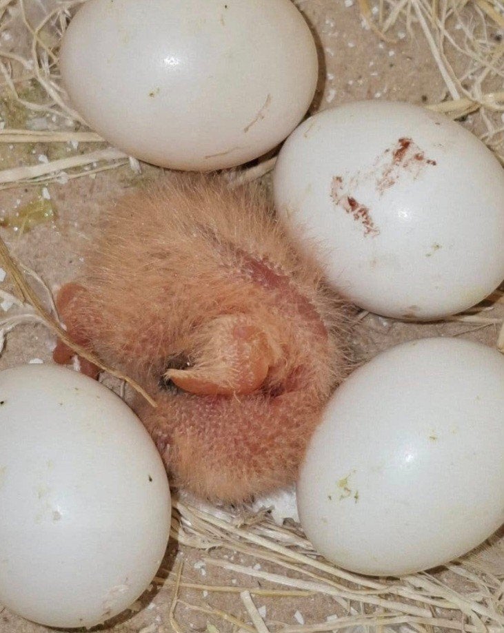 IK BEN OP ZOEK naar 15 dagen oud Baby's Aalter, Dieren en Toebehoren, Overige soorten