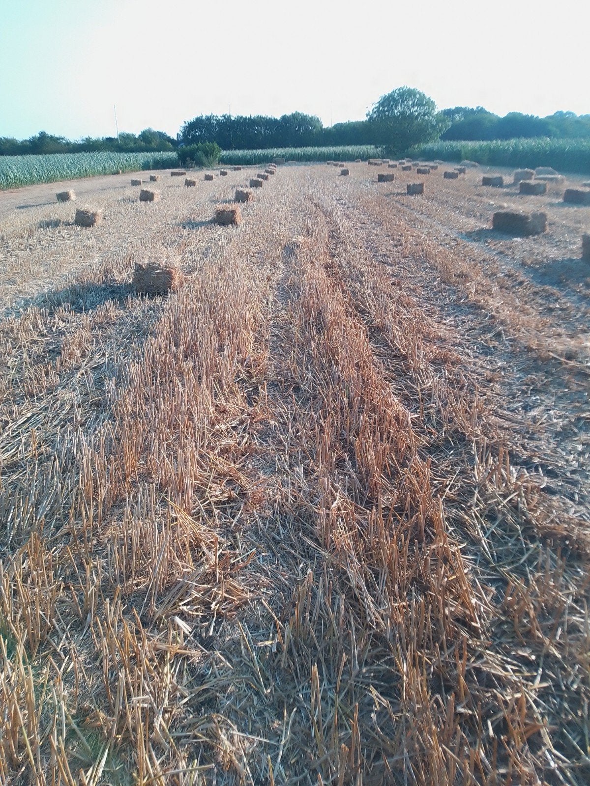 Kleine pakjes Gerstestro Tarwestro Roggestro, Dieren en Toebehoren, Dierenvoeding, Ophalen
