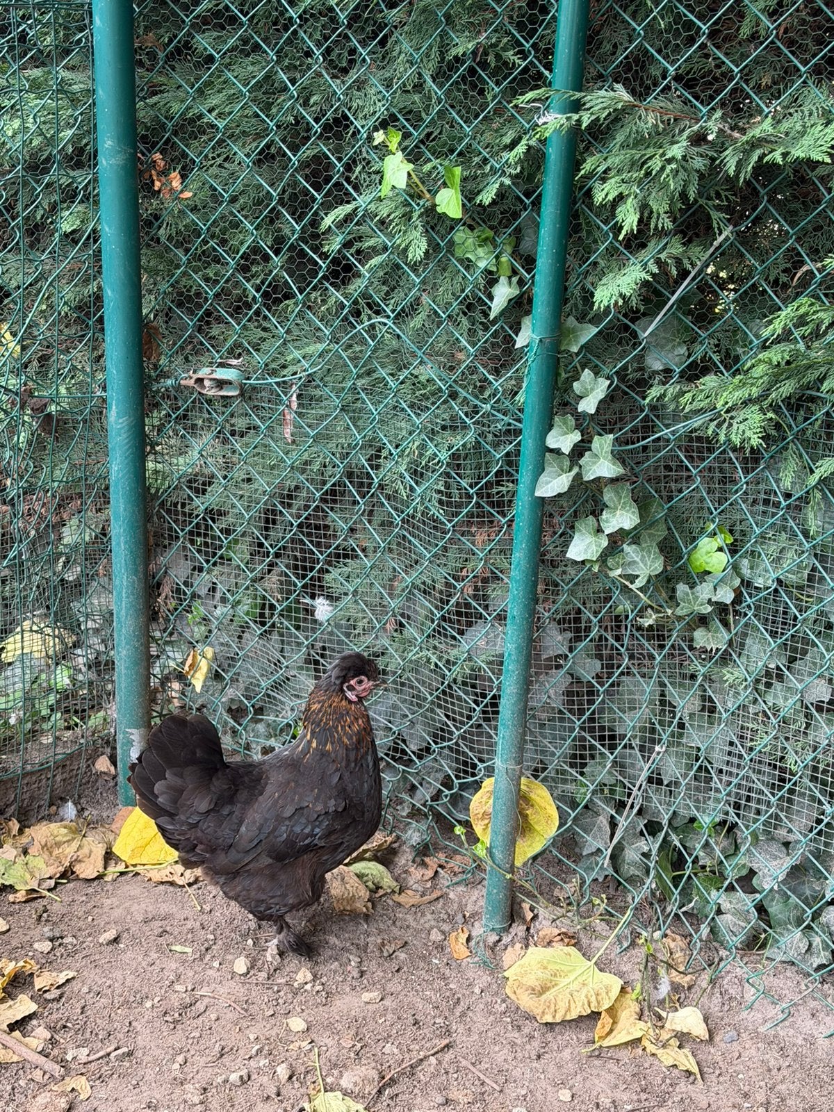 2 hanen + 1 kip, Poule ou poulet
