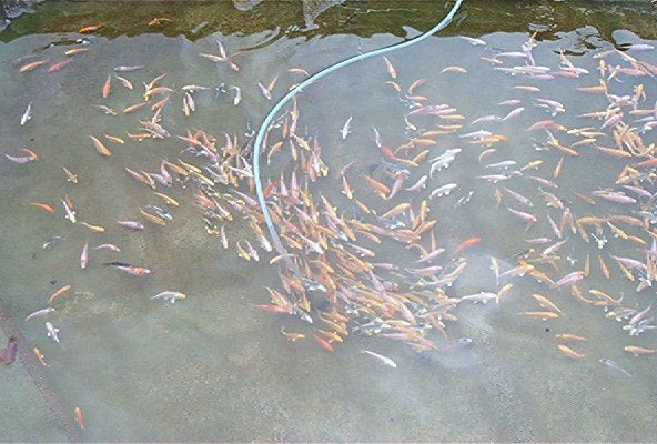 baby koi van 7/10 cm vanaf 2,40 €/stuk., Karper of Koi