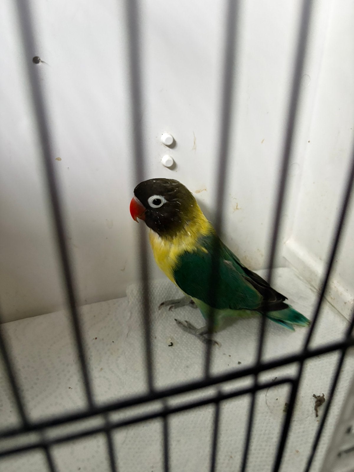 personate - agapornis, Dieren en Toebehoren, Vogels | Parkieten en Papegaaien, Dwergpapegaai of Agapornis