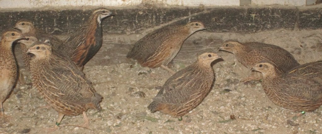 harlekijnkwartels, Dieren en Toebehoren, Pluimvee, Overige soorten, Meerdere dieren