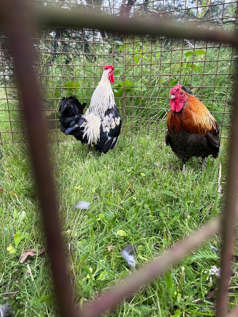 Broedeieren Waasse kriel, Dieren en Toebehoren, Pluimvee