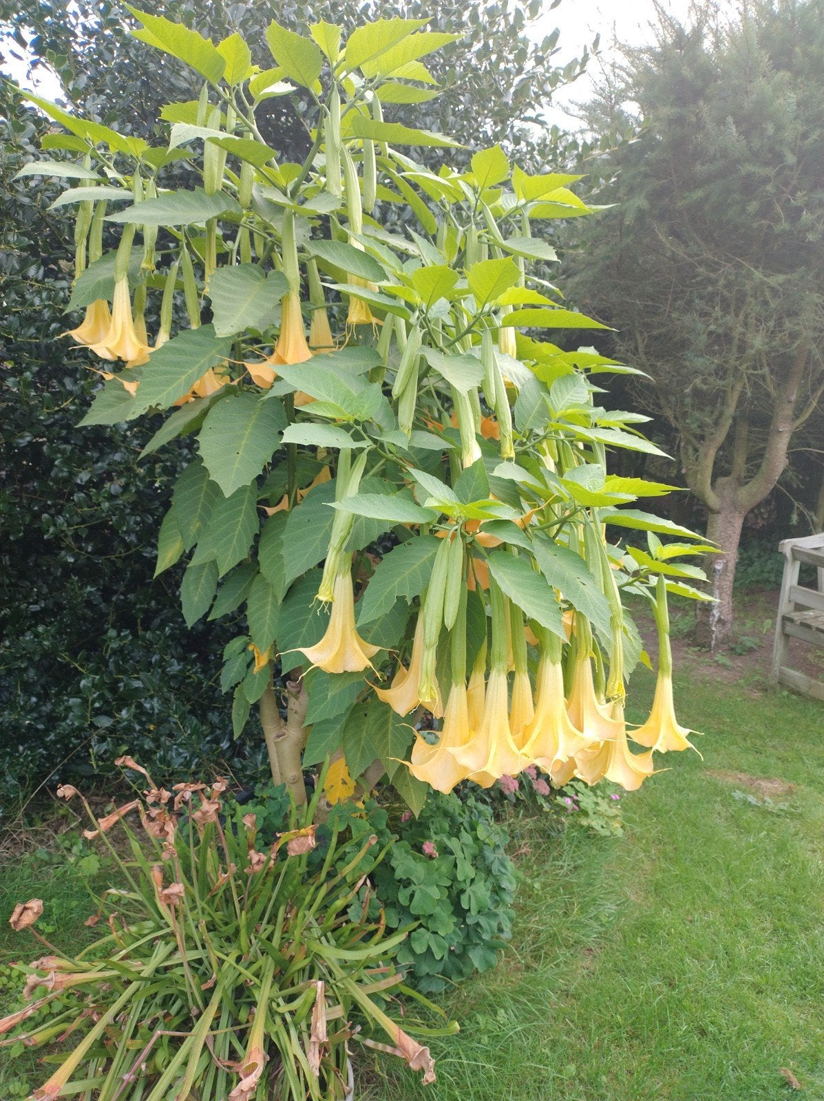 Datura ,reuzenkelk in pot, Enlèvement, Été, Plante fixe, Plein soleil