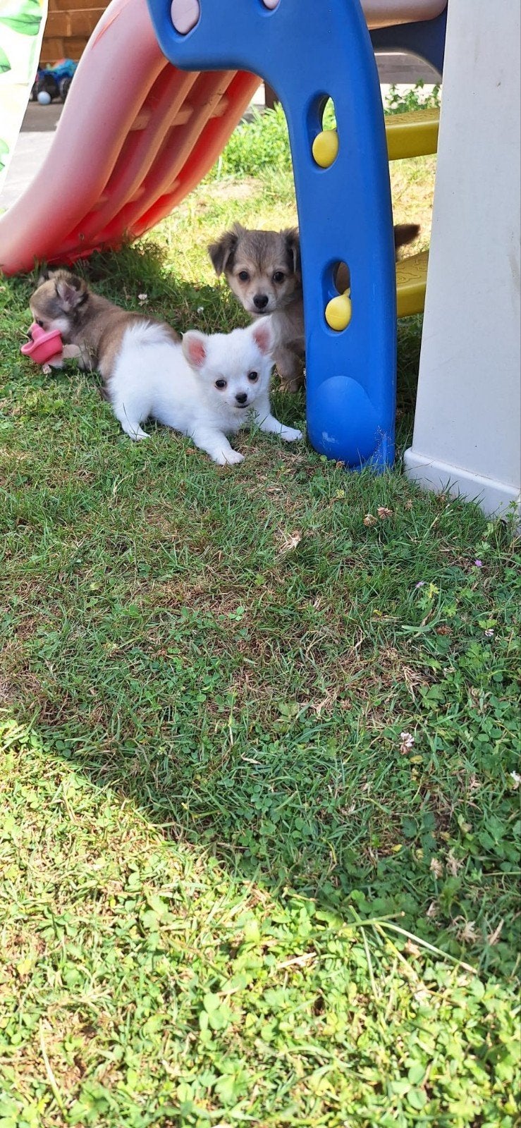 langharige chihuahua pups, Maladie de Carré (chiens), Belgique, Plusieurs, Chihuahua