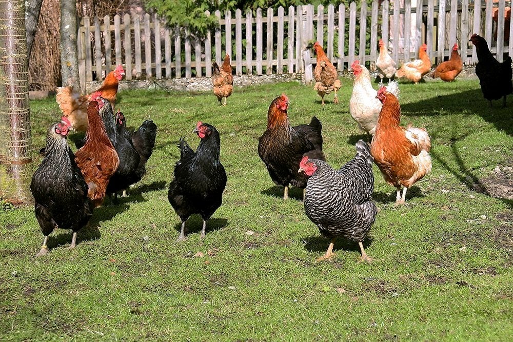 Gezocht: Hennetjes – Liefdevolle nieuwe thuis gezocht?, Dieren en Toebehoren