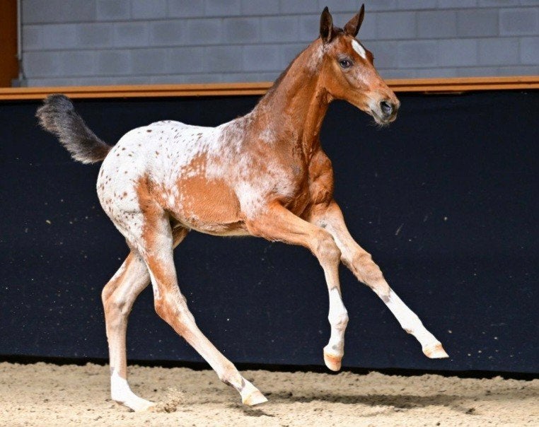 Hengst veulen J-Nius, Dieren en Toebehoren, Paarden, Springpaard, 0 tot 2 jaar, Hengst, 165 tot 170 cm