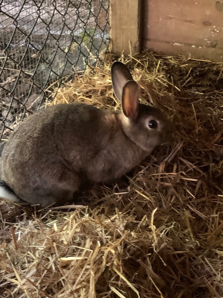 steenkonijnen, Dieren en Toebehoren, Konijnen, Meerdere dieren, Middelgroot, 0 tot 2 jaar