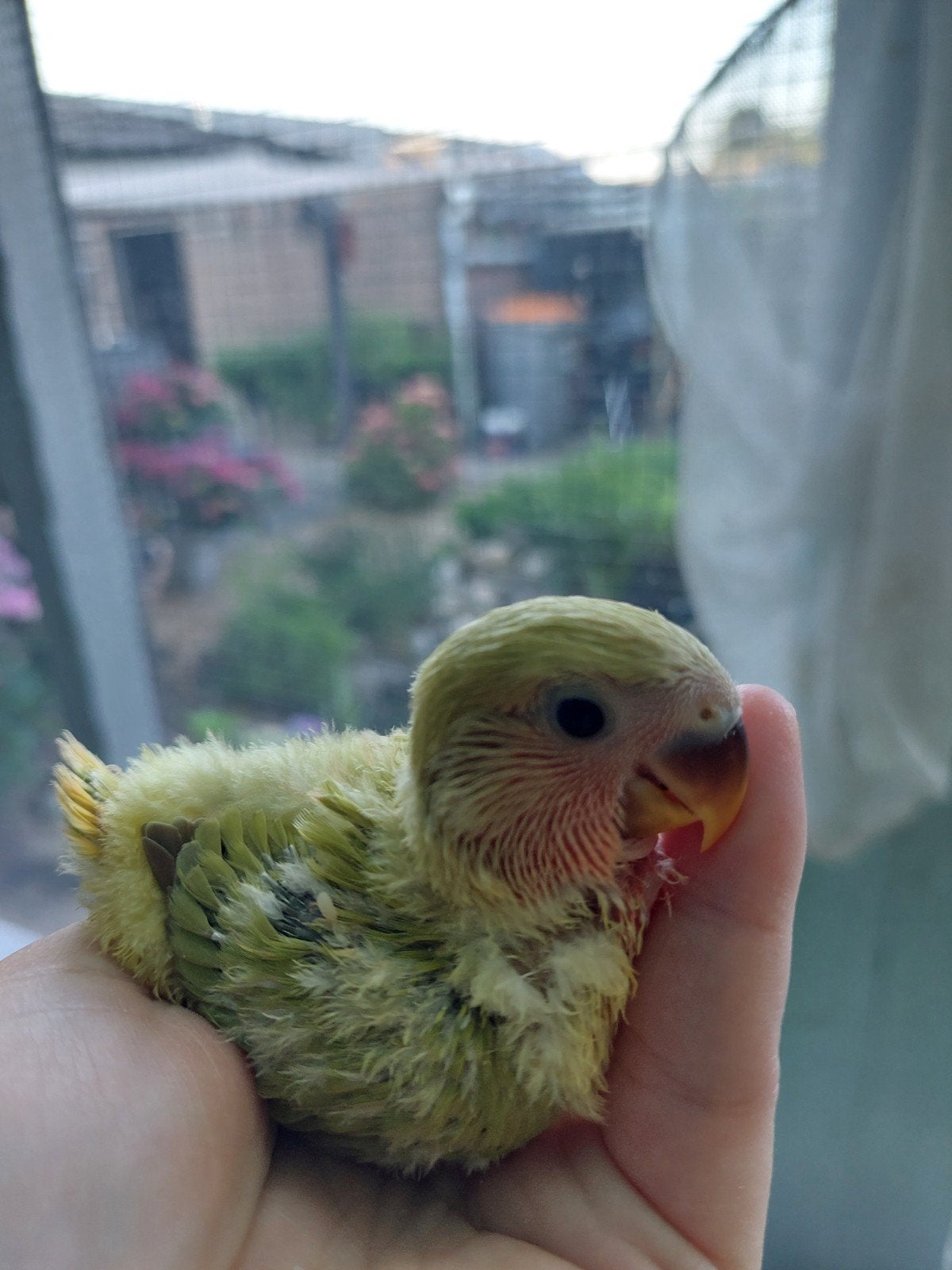 Roseicollie baby handtam, Dieren en Toebehoren, Vogels | Parkieten en Papegaaien, Geringd
