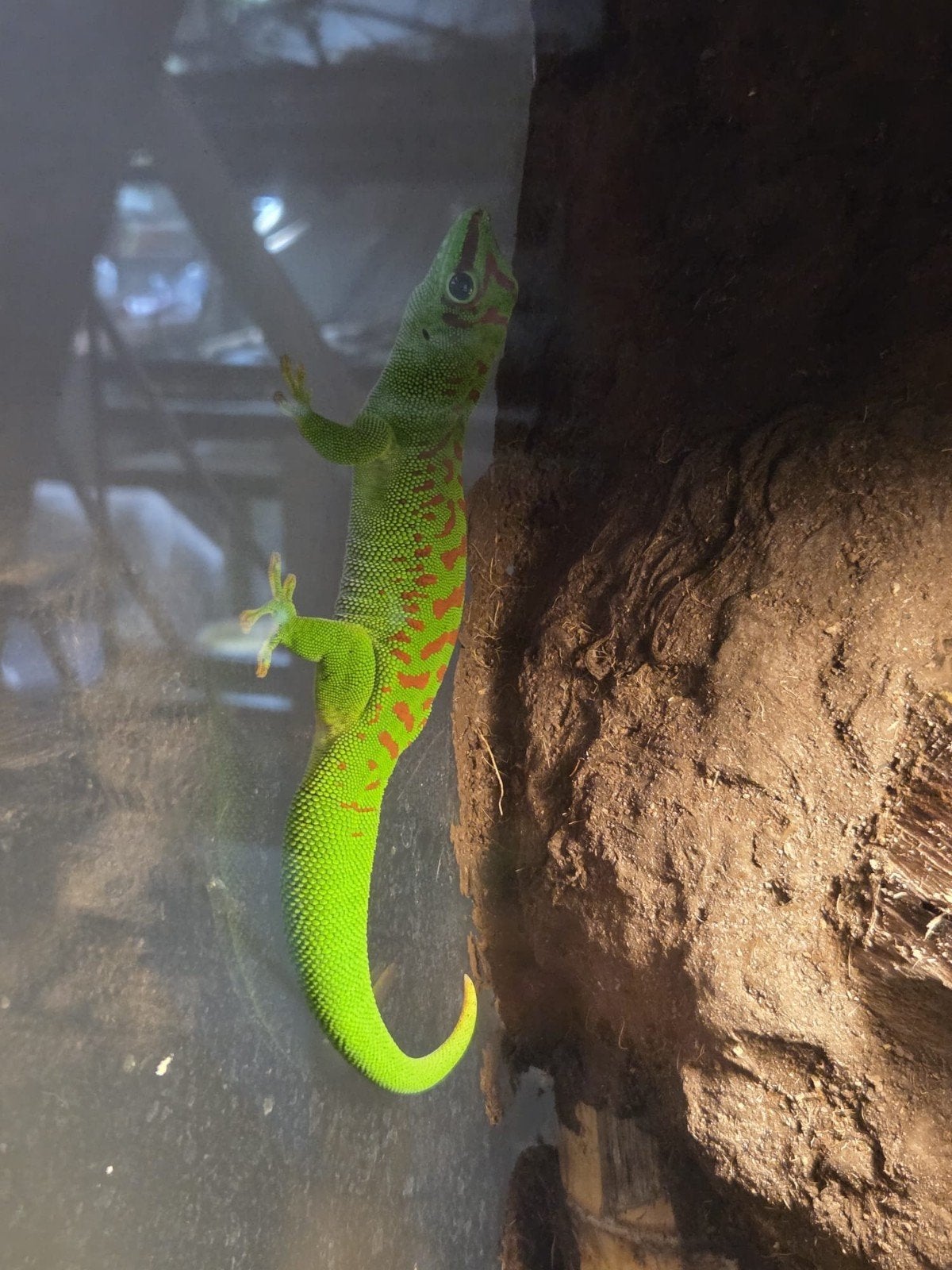 madagascar dag gecko  1 jaar oud, Lézard, Avec terrarium, 0 à 2 ans
