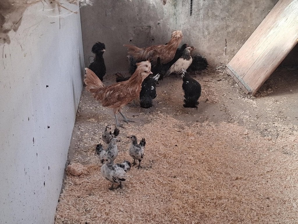 Kuikens, Plusieurs animaux, Poule ou poulet