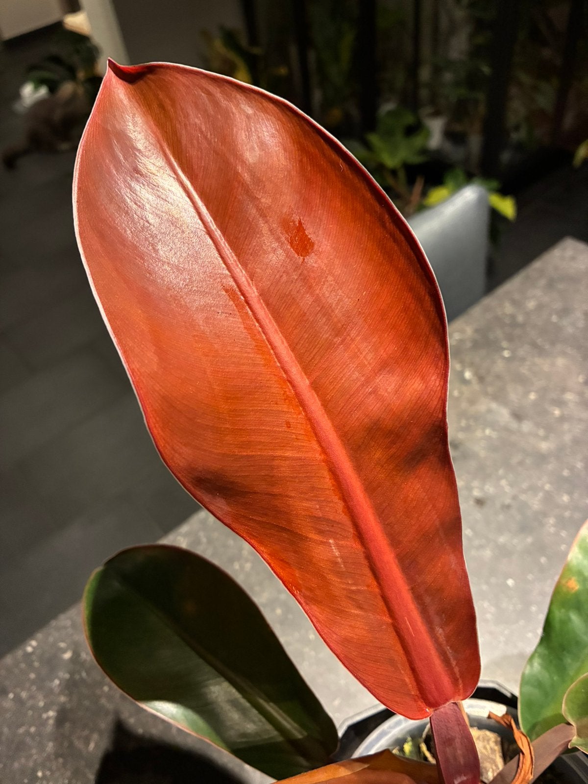 Philodendron Red Moon, Maison & Meubles, Plantes d'intérieur, Autres espèces, En pot, Moins de 100 cm, Plante verte