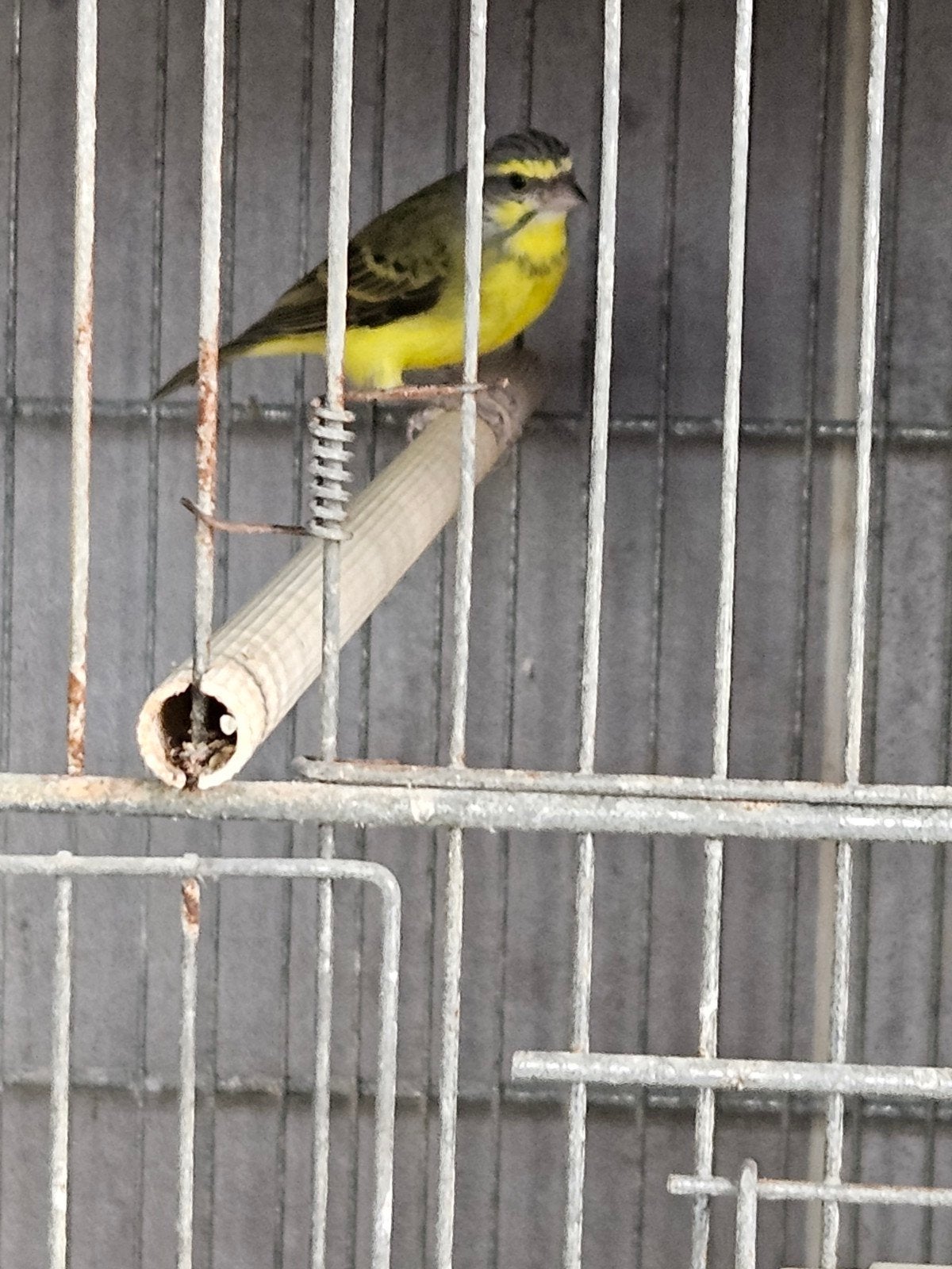Couple de Serin du Mozambique, Animaux & Accessoires, Bagué