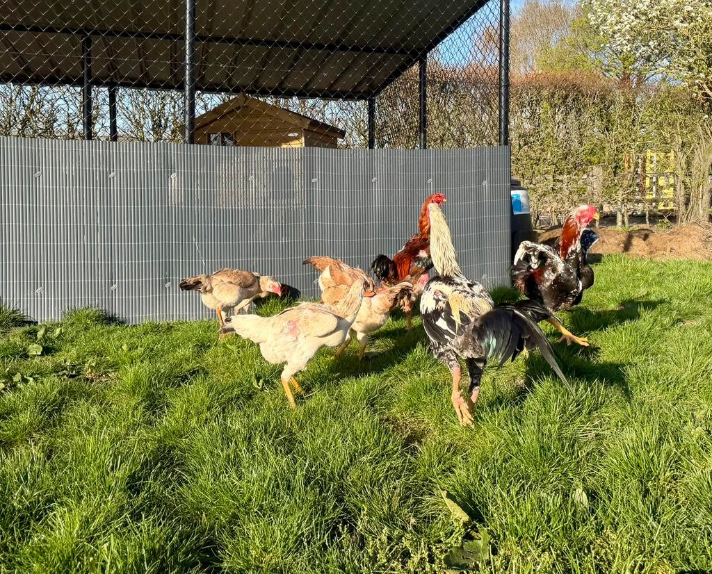 Broedeieren Indio Gigante te koop-Sterke & heel grote dieren, Plusieurs animaux, Poule ou poulet