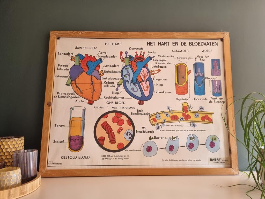 Oude schoolplaat ´het hart en de bloedvaten´, Antiek en Kunst, Ophalen, Natuur en Biologie