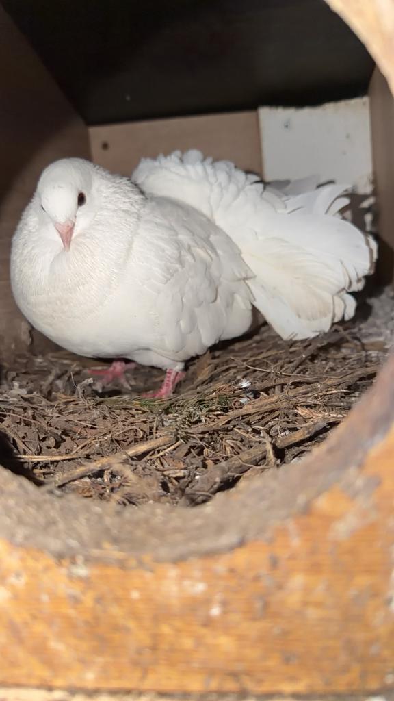 Pauwduiven te koop, Dieren en Toebehoren, Vogels | Duiven, Meerdere dieren, Overige soorten
