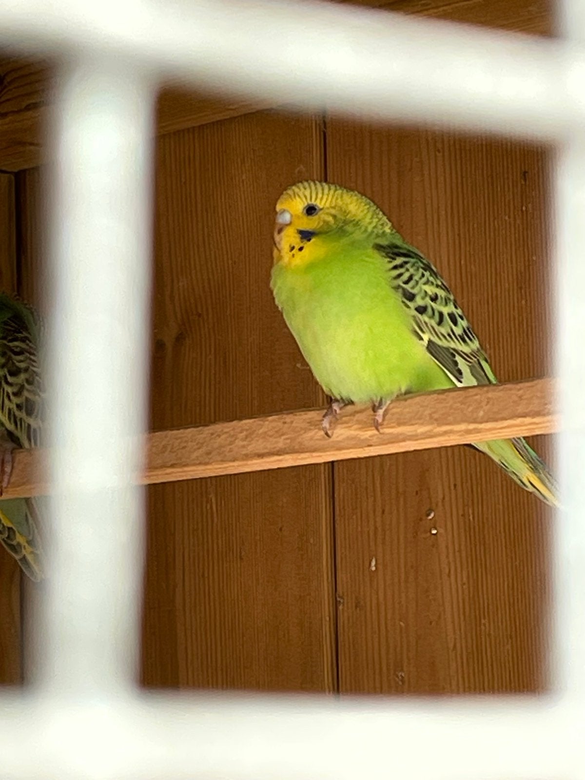 Jonge parkiet, Dieren en Toebehoren, Parkiet, Tam