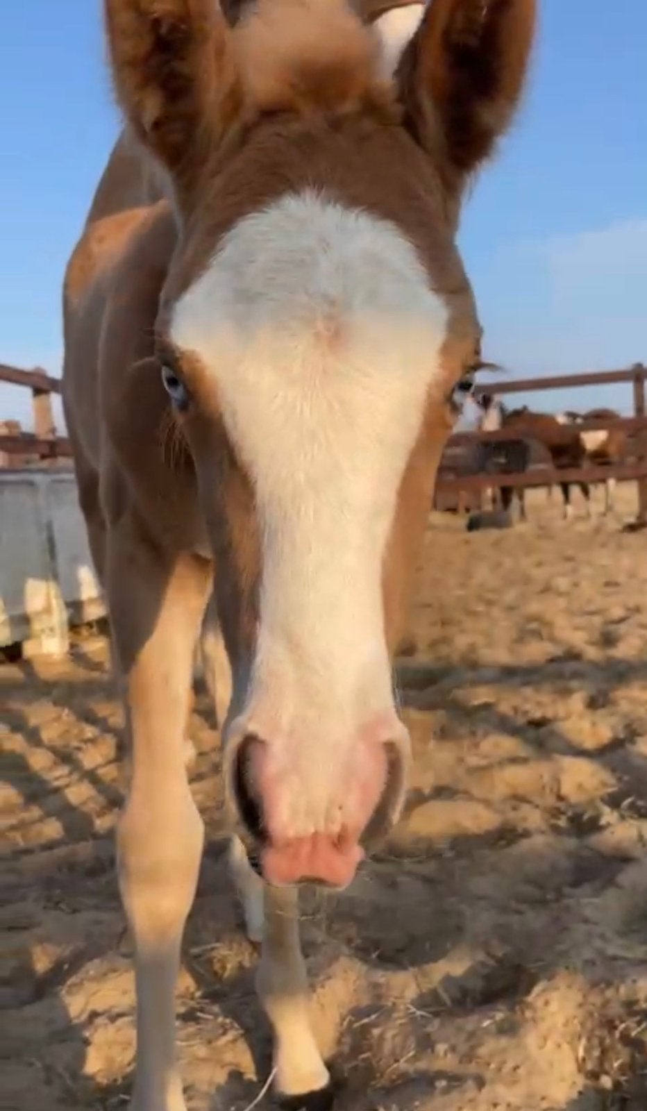 Prachtig Palomino merrie met blauwe ogen, Dieren en Toebehoren, Paarden