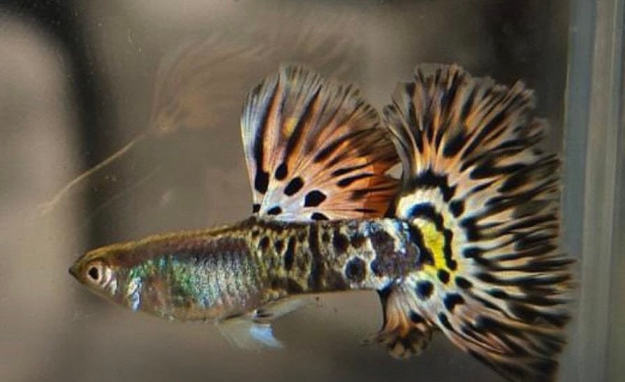 Metal yellow leopard guppen te koop!