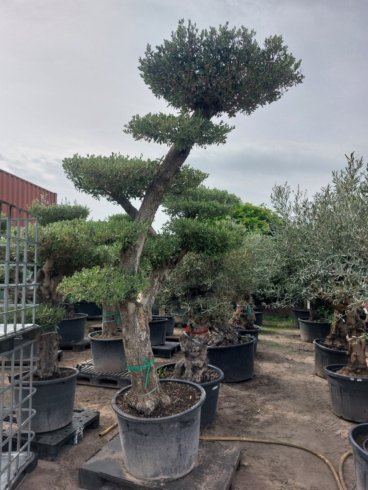 Prachtige exclusieve olijfbomen, Tuin en Terras, Ophalen, Olijfboom