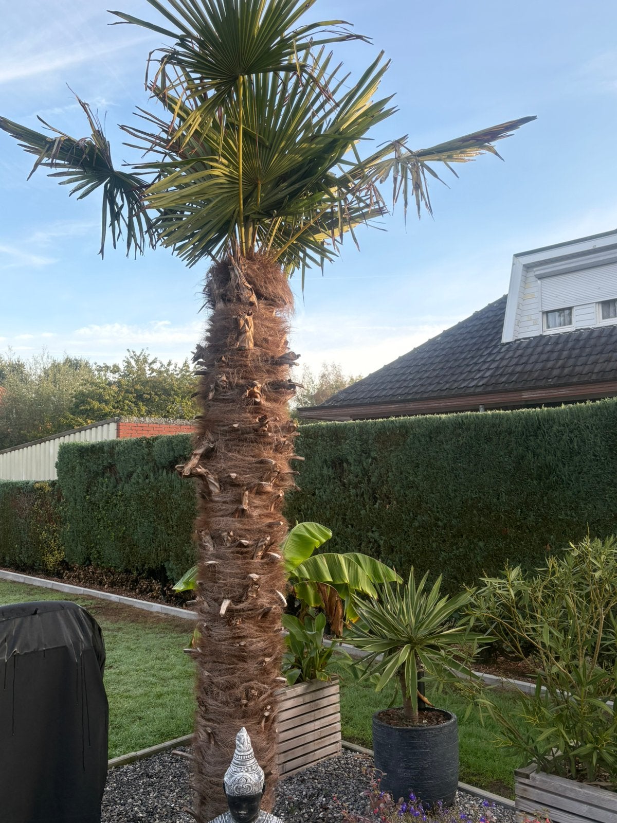5 winterharde palmbomen, Tuin en Terras, Ophalen, Halfschaduw, Zomer, Palmboom