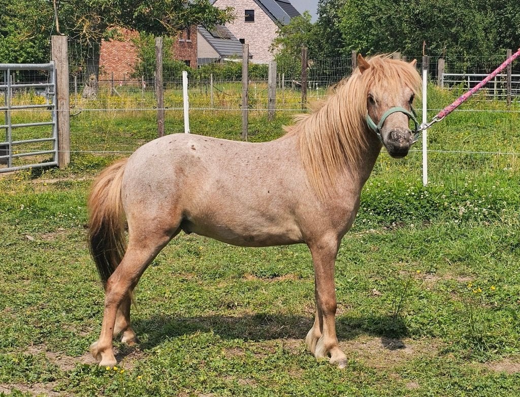 Mini paard appaloosa ruintje van 2024 zoekt een nieuw huisje, Dieren en Toebehoren, Gechipt, Ruin, 0 tot 2 jaar, A pony (tot 1.17m)