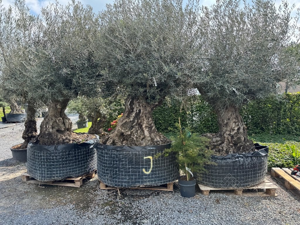Olijfbomen in draadkluit PROMO, 100 tot 250 cm, Olijfboom, Zomer, Ophalen