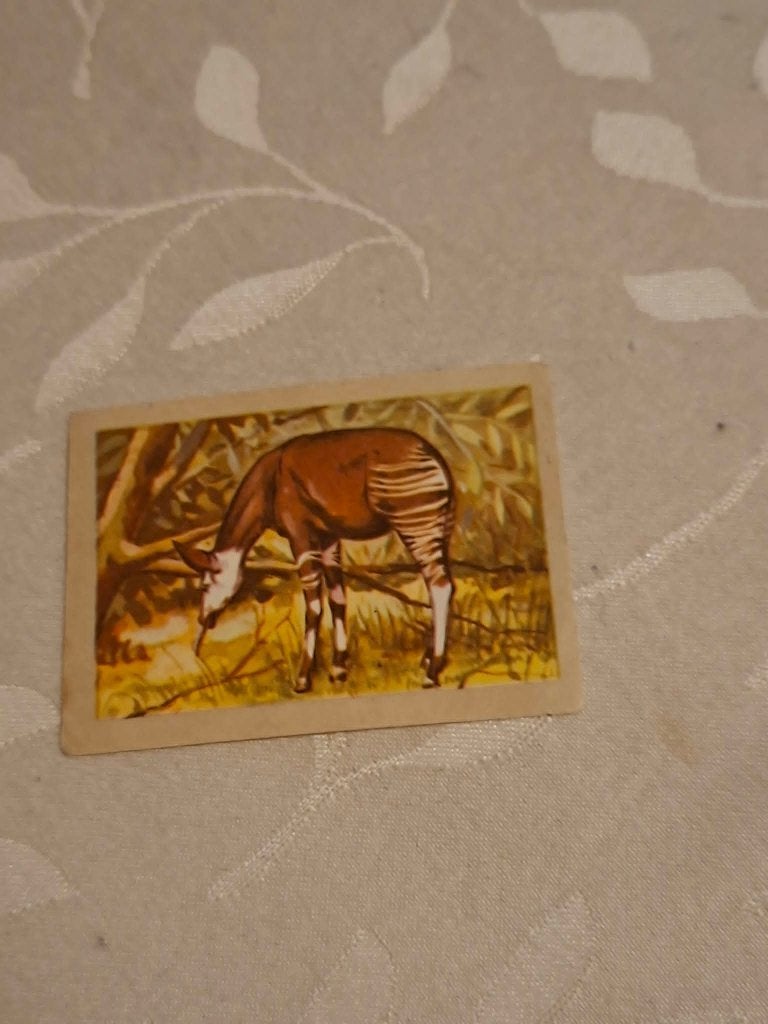 Prentje/Chromo : De okapi / Chocolade Jacques, Ophalen of Verzenden, Gebruikt, Natuur, Prent