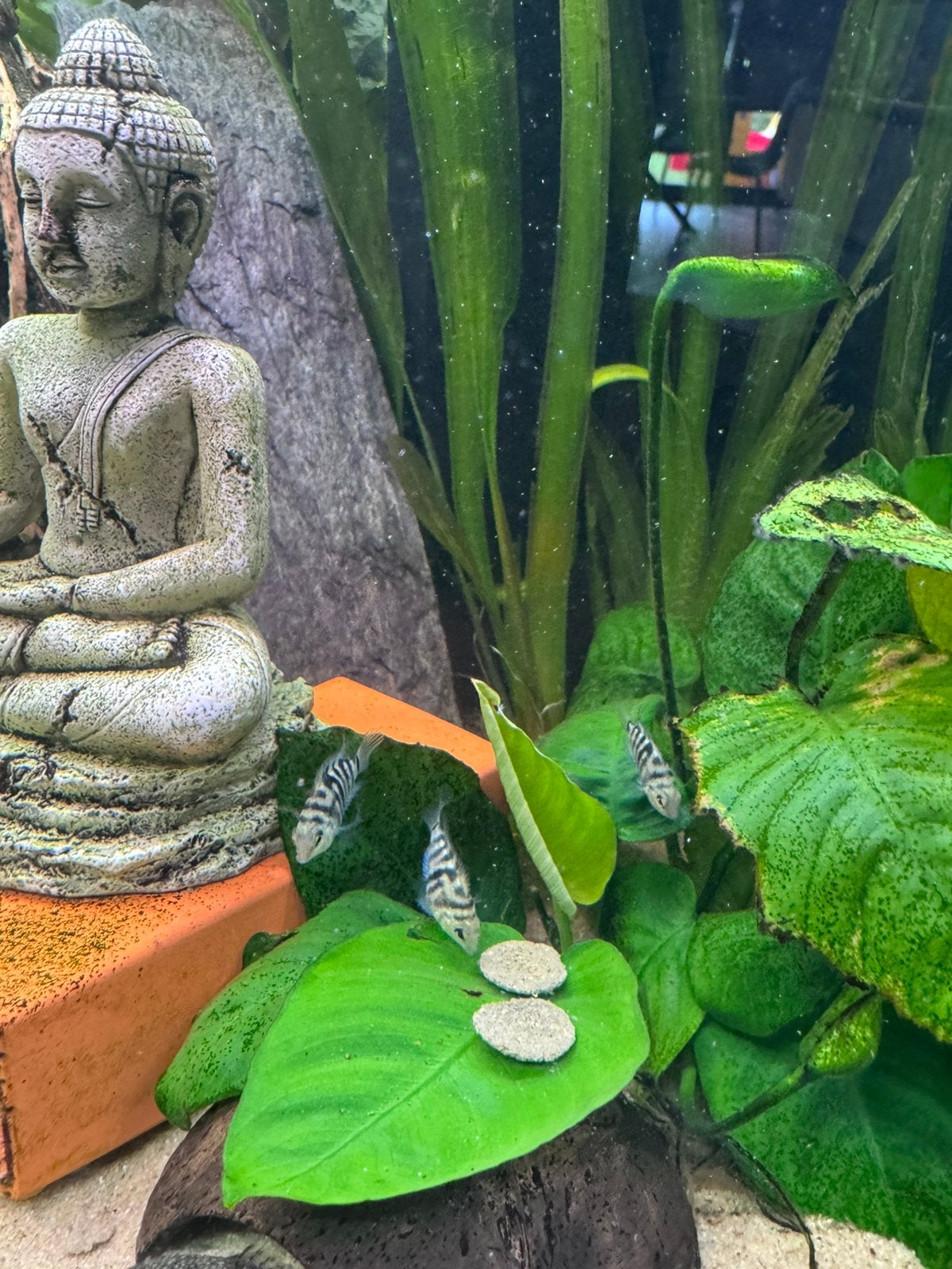 Kleine cicliden gratis, Poisson, Poisson d'eau douce, Banc de poissons