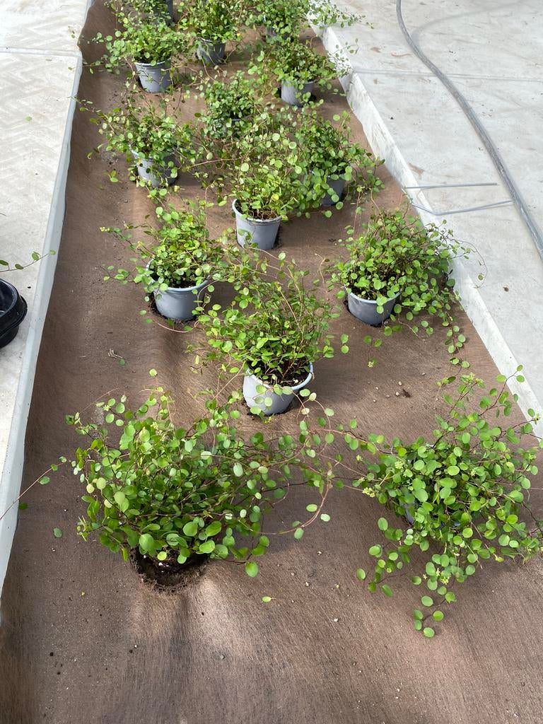 Muehlenbeckia. Vaste Plant UITVERKOCHT, Enlèvement
