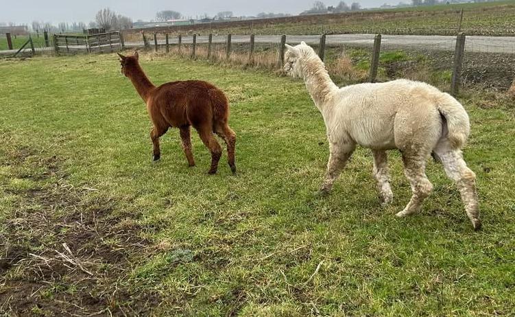 2 lieve alpaca hengsten, Dieren en Toebehoren, Schapen, Geiten en Varkens, Meerdere dieren