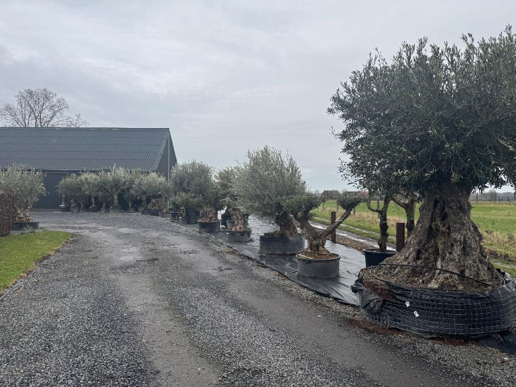 Olijfbomen eigen import tegen de beste prijs!, Plein soleil, Été, Plante fixe, Enlèvement ou Envoi
