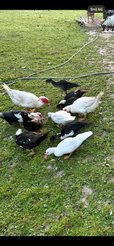 Barberie, Dieren en Toebehoren, Pluimvee, Eend