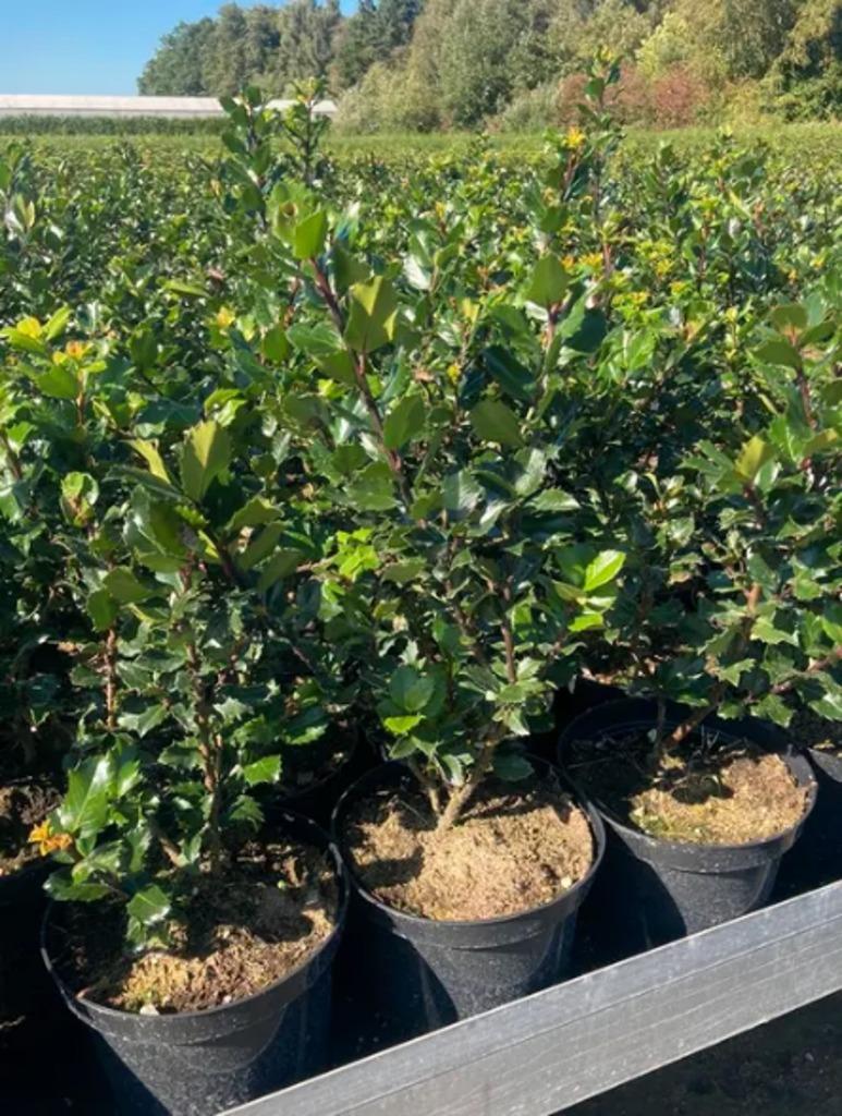 Ilex meserveae  'Blue Prince' groenblijvende haagplanten, Tuin en Terras, Planten | Tuinplanten, Ophalen