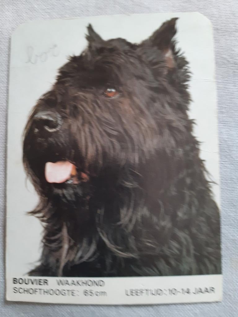 Kaart hond (Bouvier), Verzenden, Hond of Kat