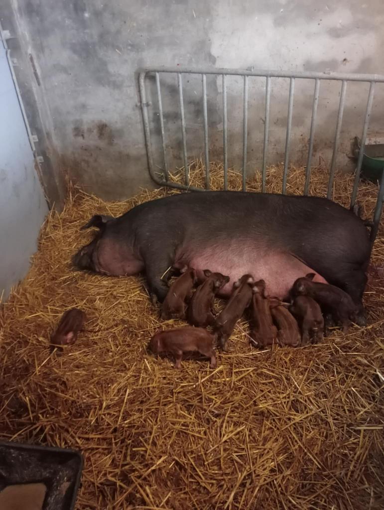 Biggen te koop, Dieren en Toebehoren