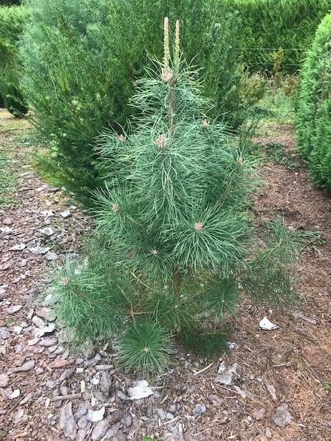 Grove Den, Solitair (Pinus sylvestris), Tuin en Terras, Planten | Bomen, Overige soorten, Lente, 100 tot 250 cm, Ophalen
