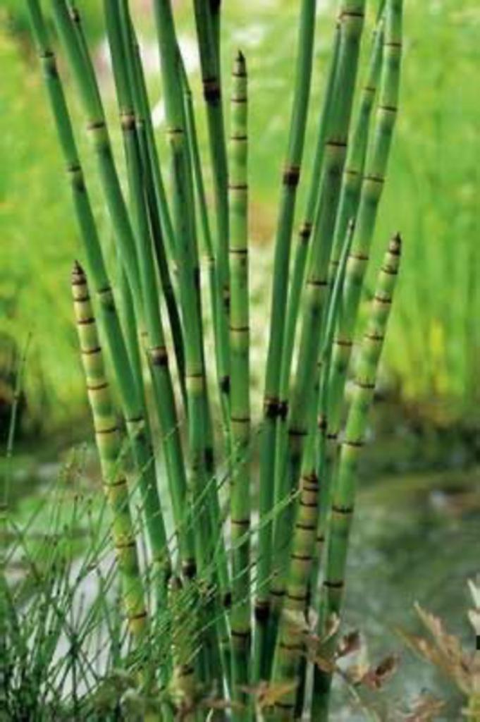 Japanse paardenstaart of Equisetum japonicum, Tuin en Terras, Ophalen