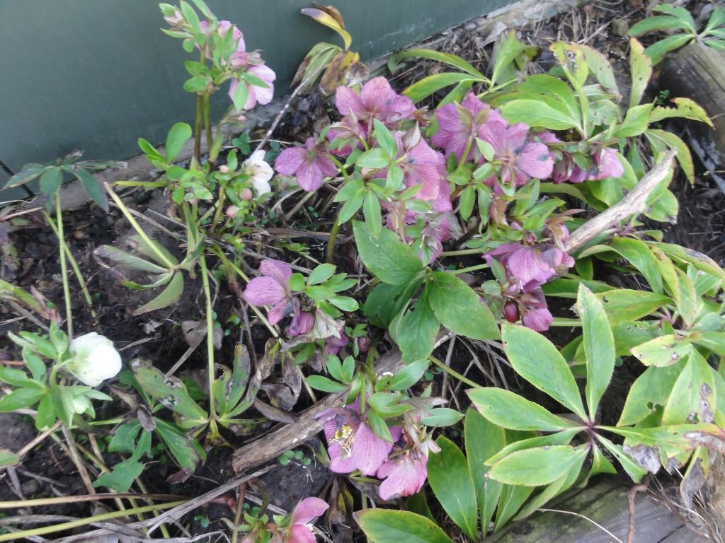 helleborus paarse kleur, Tuin en Terras, Planten | Tuinplanten, Ophalen, Lente, Vaste plant