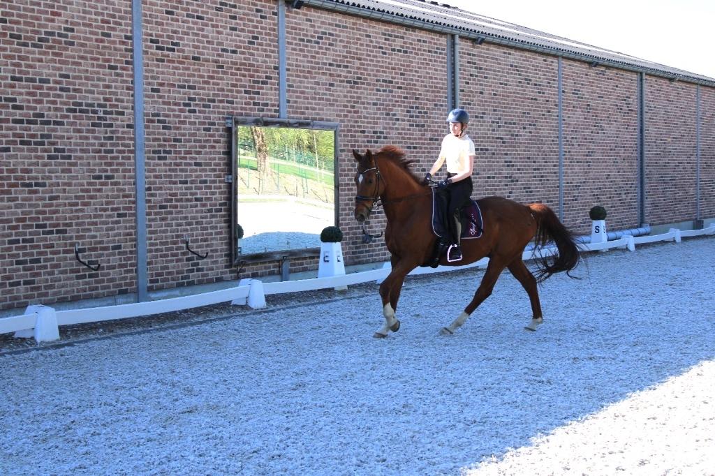 Dressuurles & Training op verplaatsing – Leuven, Leçons d'équitation ou Stages de poney