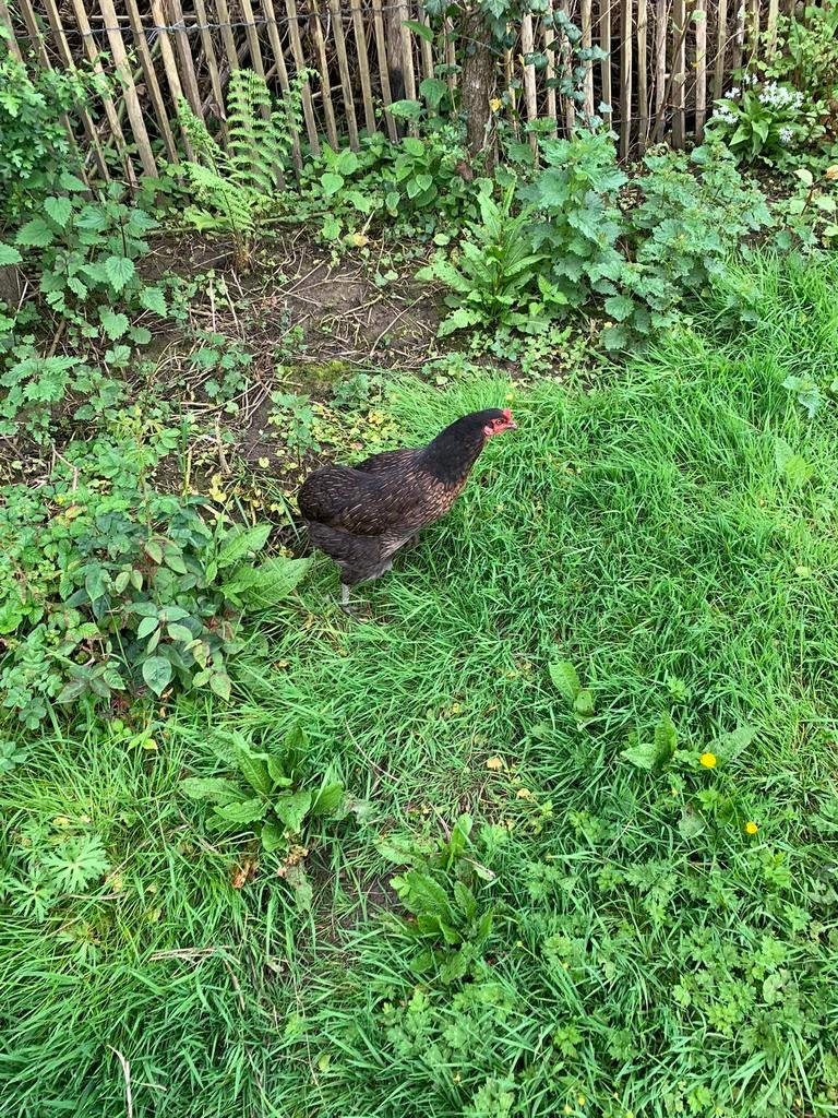Oeufs fécondés d’Araucana croisé Brahma Isabelle, Plusieurs animaux, Poule ou poulet