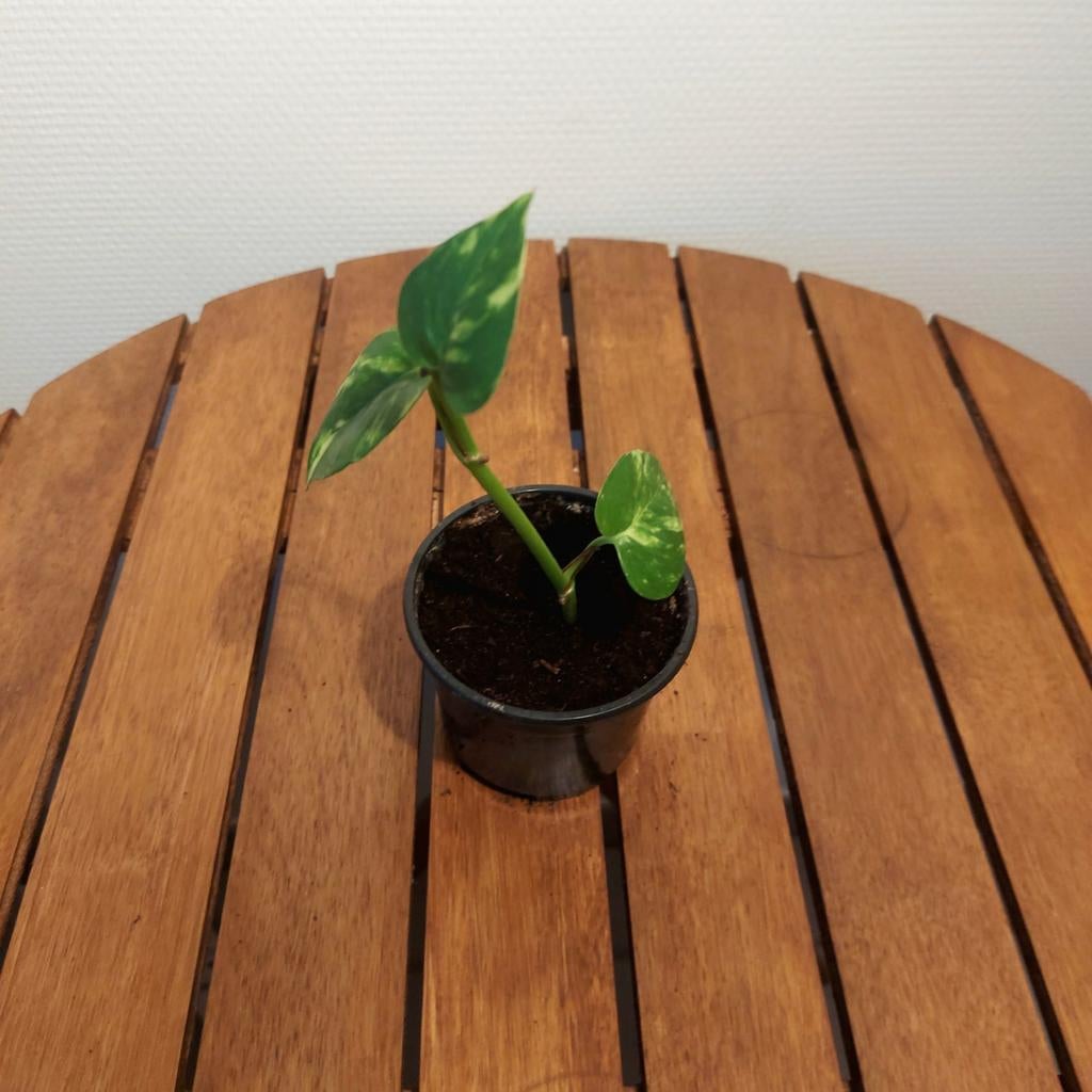 Plant Golden Pothos, Enlèvement ou Envoi