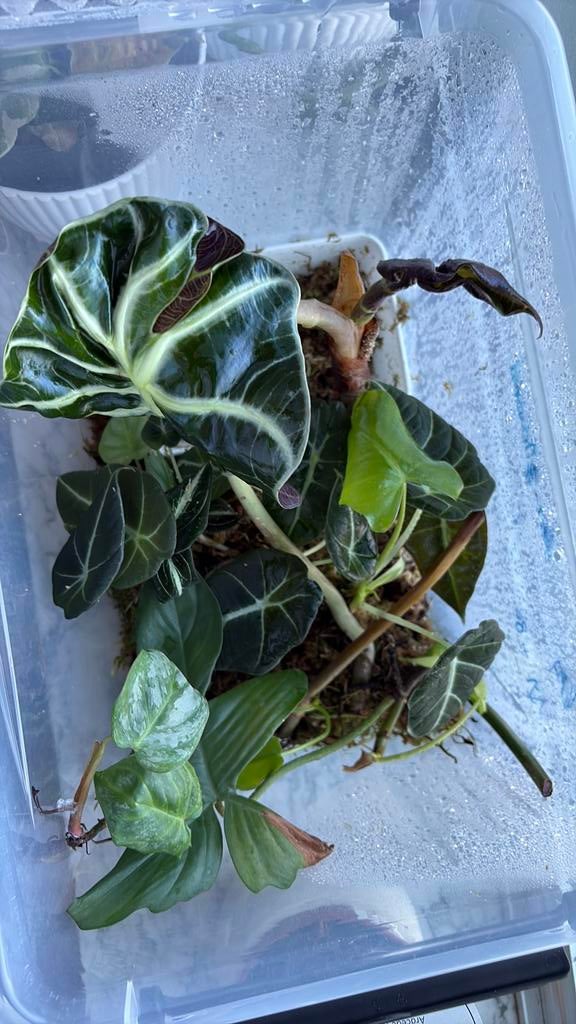 Verschillende stekjes te koop, Huis en Inrichting, Kamerplanten, 100 tot 150 cm, Overige soorten, Groene kamerplant, Halfschaduw