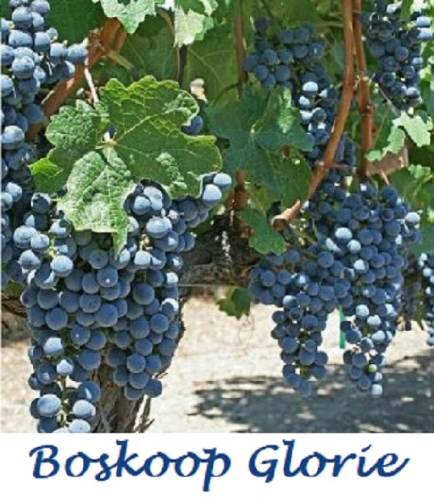 VIGNES e.a. « BOSKOOP GLORIE »  1 mètre, en pot, 12€/pièce, Enlèvement ou Envoi, Printemps, Plein soleil, Plantes fruitières