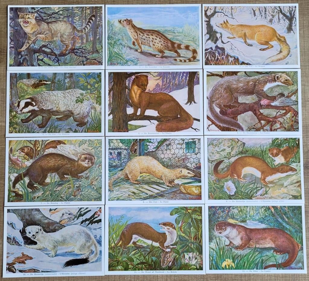 59 prenten: Reeks dieren van België: zoogdieren, Verzamelen, Ophalen of Verzenden, Zo goed als nieuw, Dier, Prent