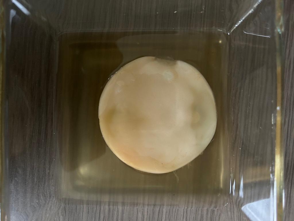 Scoby + startersvloeistof voor kombucha, Enlèvement