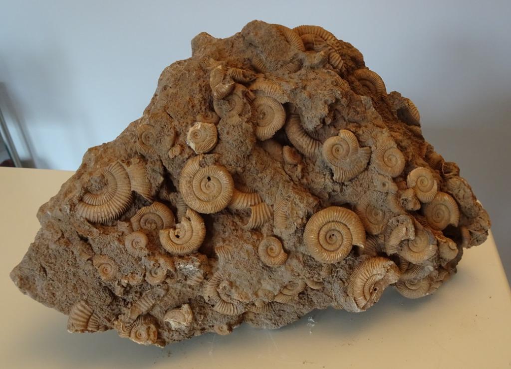 ACCUMULATION AMMONITES, Enlèvement ou Envoi, Coquillage(s)
