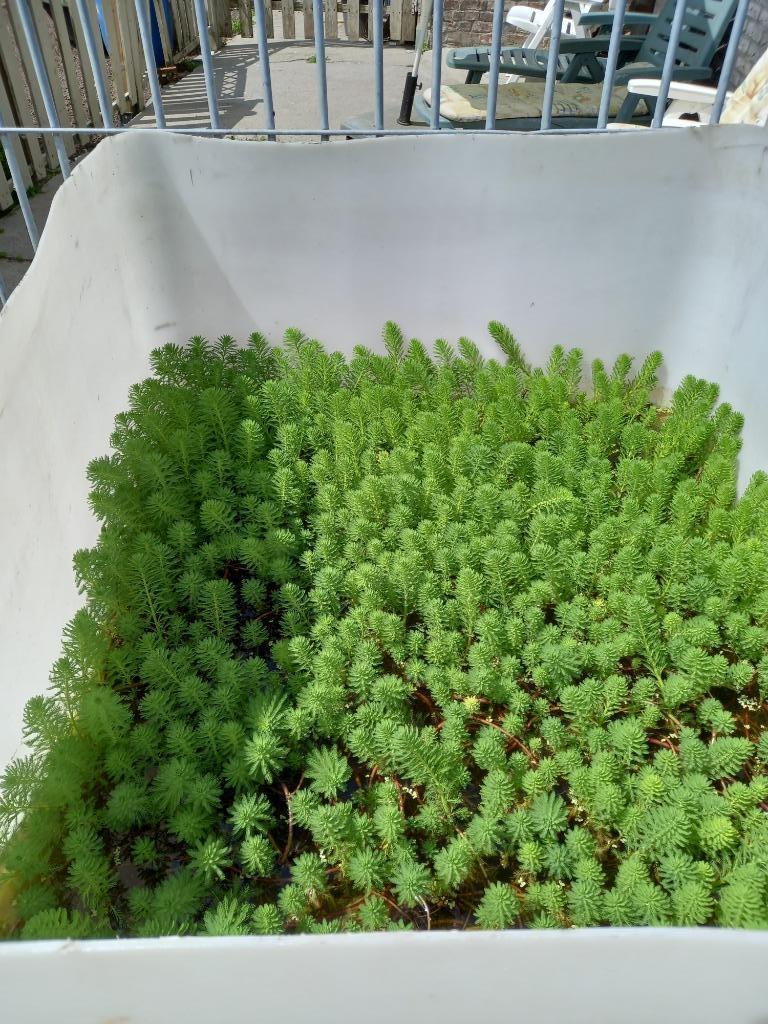 Vijverzuurstofplanten, Ophalen